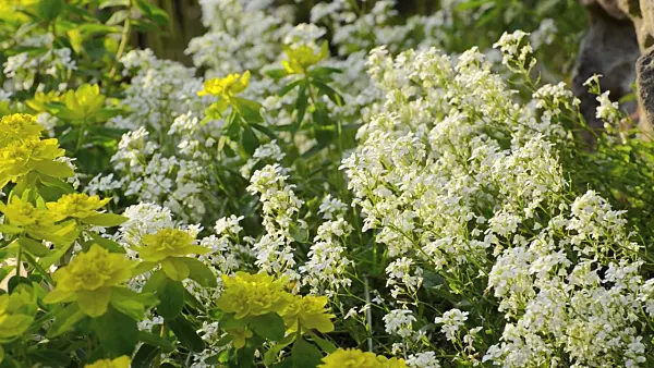495303 - Spreading rock cress (Arabis procurrens) and wood spurge (Euphorbia amygdaloides)