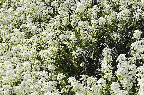 531180 - Spreading rock cress (Arabis procurrens 'Neuschnee')