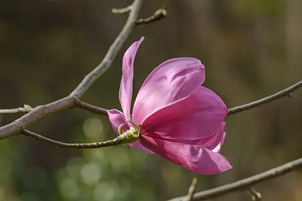 558150 - Sprenger's magnolia (Magnolia sprengeri 'Burncoose')