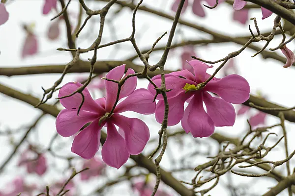 558152 - Sprenger's magnolia (Magnolia sprengeri var. diva)