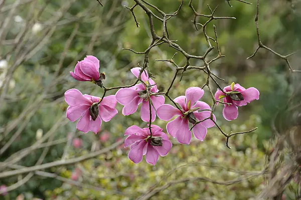 558153 - Sprenger's magnolia (Magnolia sprengeri var. diva)