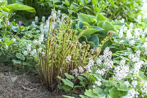 625185 - Spreuschuppiger Wurmfarn (Dryopteris affinis 'Crispa') und Waldschaumkraut (Tiarella cordifolia)