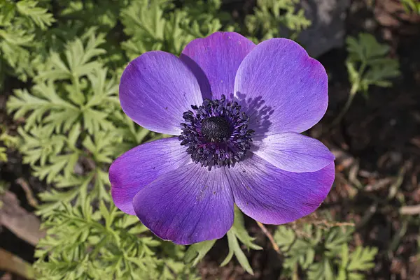 601033 - Spring anemone (Anemone coronaria)