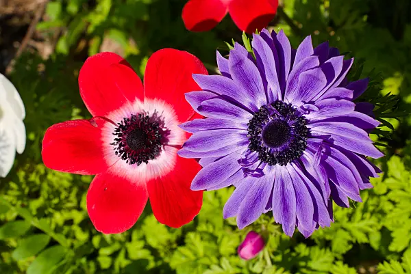 672028 - Spring anemone (Anemone coronaria)