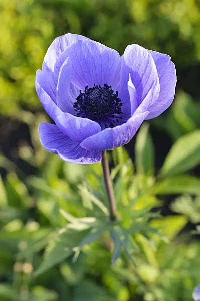 473227 - Spring anemone (Anemone coronaria 'Animo Blue')