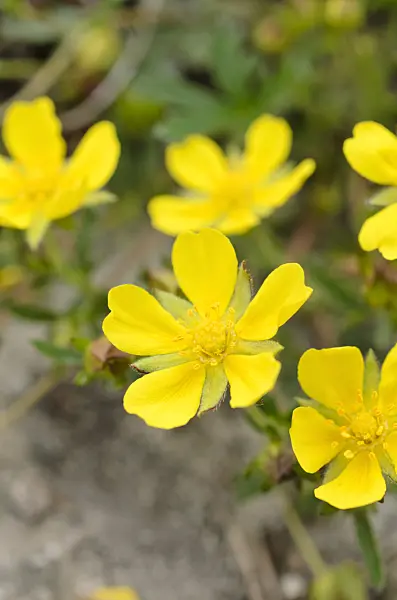 507171 - Spring cinquefoil (Potentilla neumanniana syn. Potentilla tabernaemontani)
