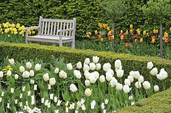 471191 - Spring garden with tulips (Tulipa)