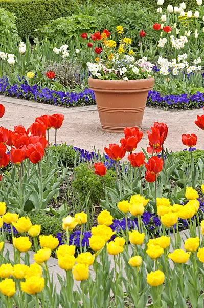 471193 - Spring garden with tulips (Tulipa)
