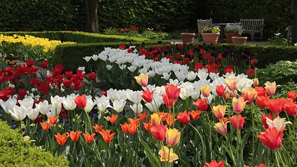 495380 - Spring garden with tulips (Tulipa)