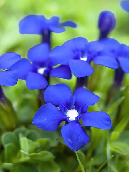 426137 - Spring gentian (Gentiana verna)