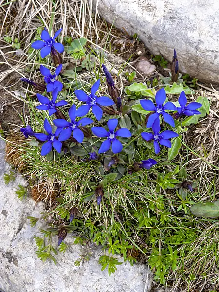 426138 - Spring gentian (Gentiana verna)
