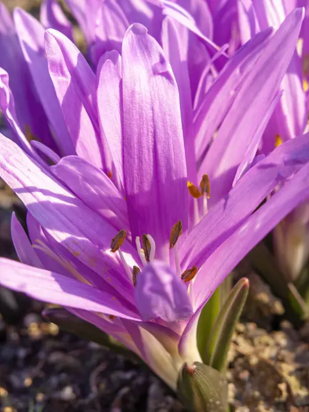 423019 - Spring meadow saffron (Colchicum bulbocodium syn. Bulbocodium vernum)