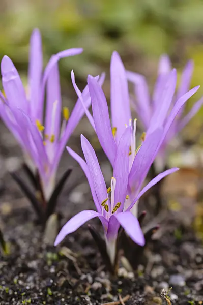 482056 - Spring meadow saffron (Colchicum bulbocodium syn. Bulbocodium vernum)