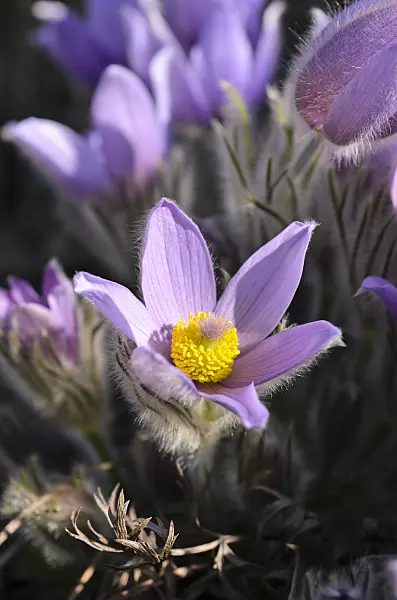 506046 - Spring pasque flower (Pulsatilla vernalis)