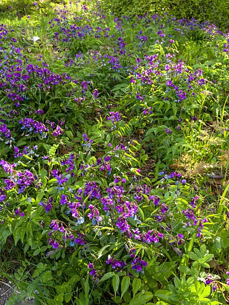 437133 - Spring pea (Lathyrus vernus)