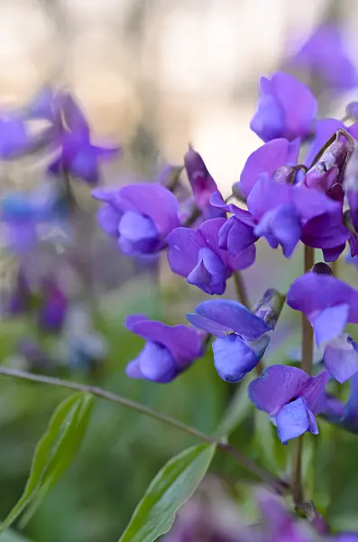 507043 - Spring pea (Lathyrus vernus)