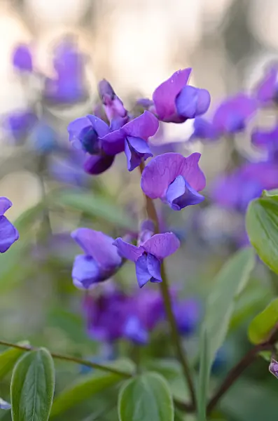 507044 - Spring pea (Lathyrus vernus)