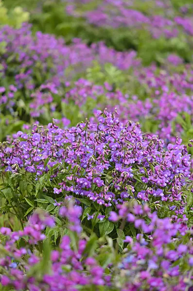 519156 - Spring pea (Lathyrus vernus)
