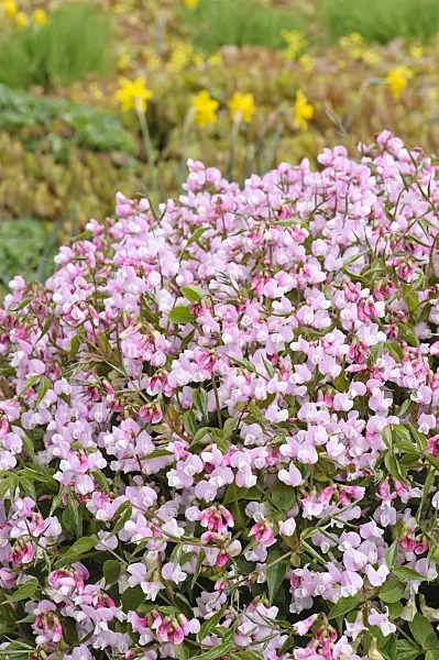 471197 - Spring pea (Lathyrus vernus 'Alboroseus')