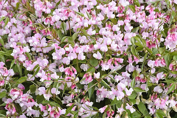 471199 - Spring pea (Lathyrus vernus 'Alboroseus')