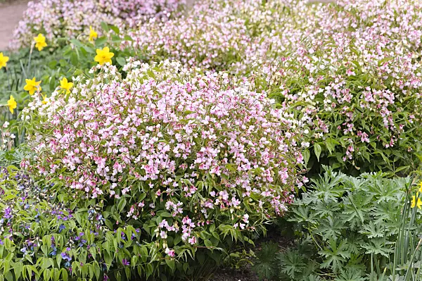 471200 - Spring pea (Lathyrus vernus 'Alboroseus')
