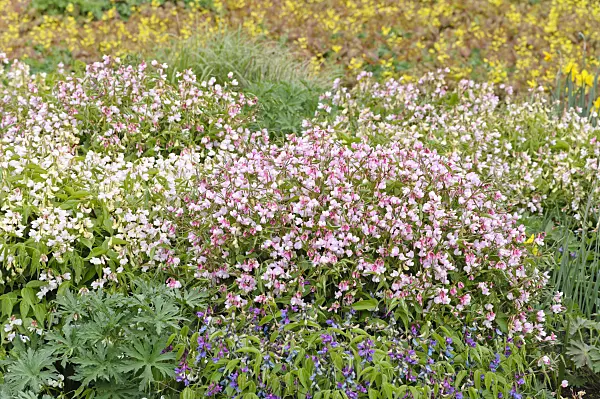 471201 - Spring pea (Lathyrus vernus 'Alboroseus')