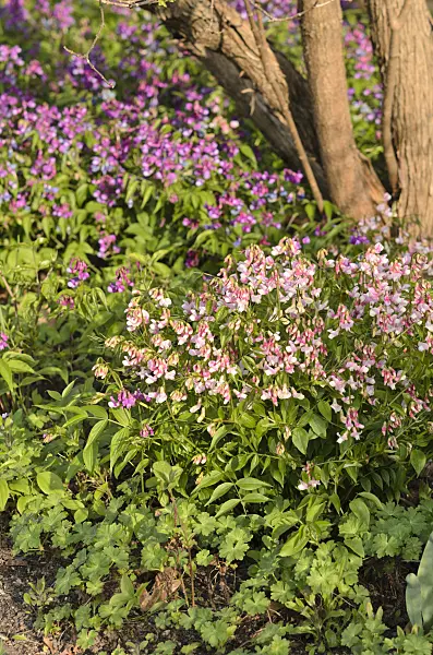 519176 - Spring pea (Lathyrus vernus 'Alboroseus')