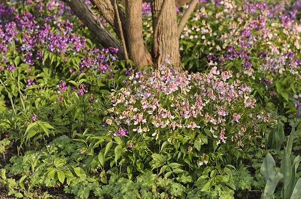 519177 - Spring pea (Lathyrus vernus 'Alboroseus')