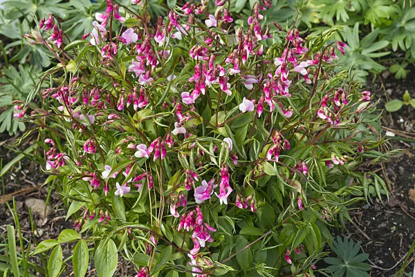 570020 - Spring pea (Lathyrus vernus 'Alboroseus')