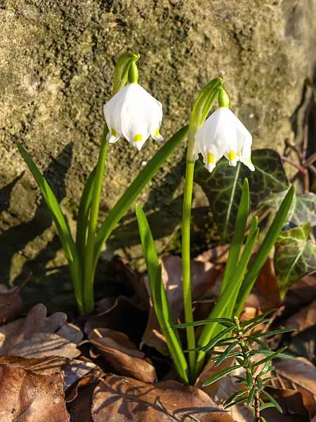 436039 - Spring snowflake (Leucojum vernum)