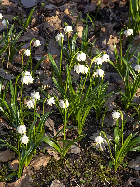 436040 - Spring snowflake (Leucojum vernum)