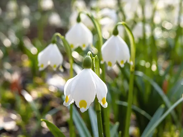 457014 - Spring snowflake (Leucojum vernum)