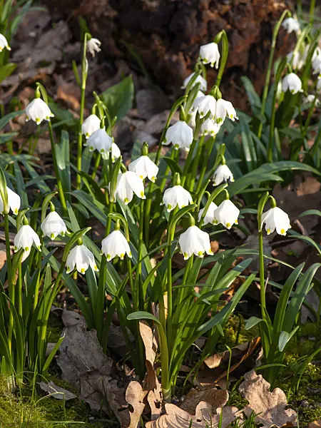 457015 - Spring snowflake (Leucojum vernum)