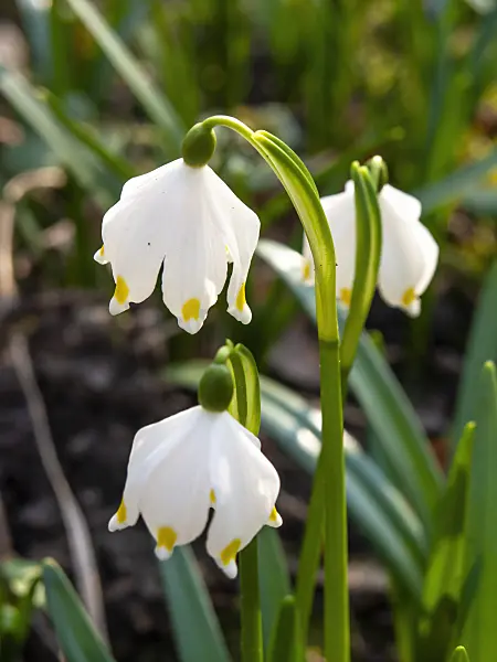 457016 - Spring snowflake (Leucojum vernum)