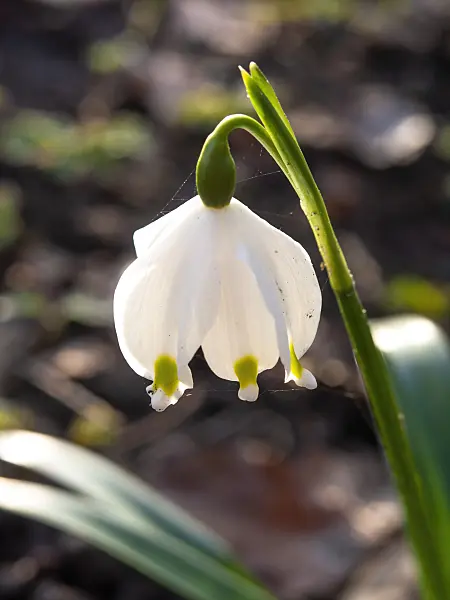 457017 - Spring snowflake (Leucojum vernum)