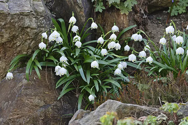 470033 - Spring snowflake (Leucojum vernum)