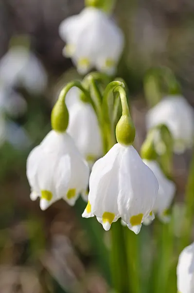 482044 - Spring snowflake (Leucojum vernum)
