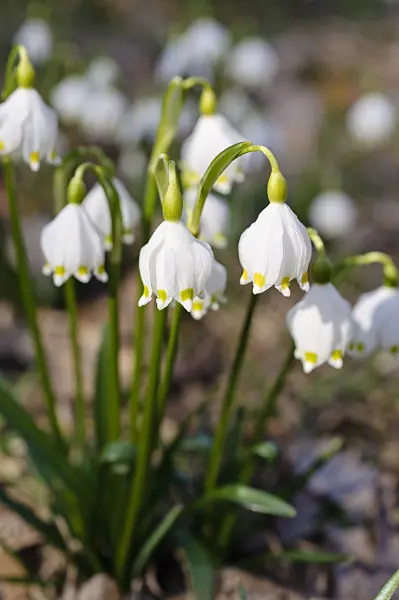 482045 - Spring snowflake (Leucojum vernum)