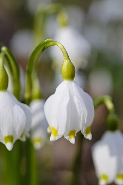 482046 - Spring snowflake (Leucojum vernum)