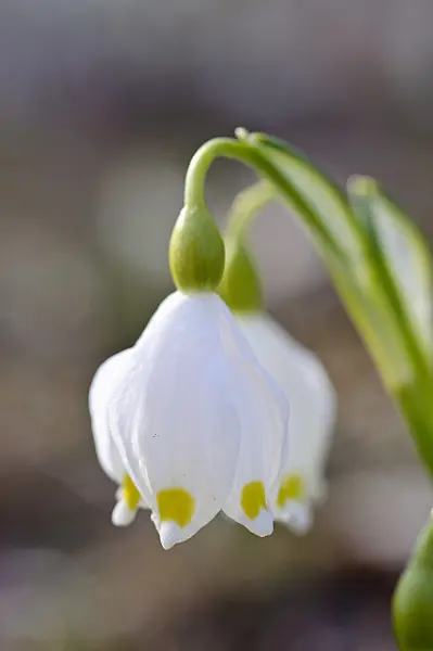 482048 - Spring snowflake (Leucojum vernum)