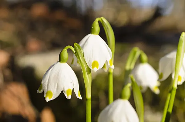 494040 - Spring snowflake (Leucojum vernum)