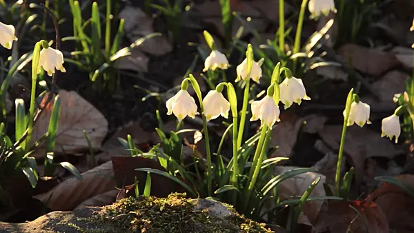 494051 - Spring snowflake (Leucojum vernum)