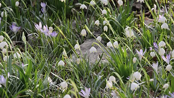 494119 - Spring snowflake (Leucojum vernum)
