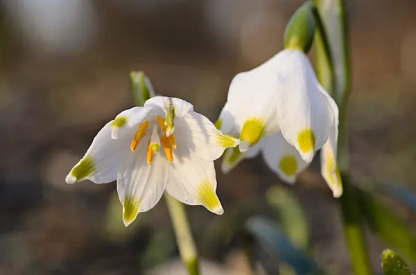 506008 - Spring snowflake (Leucojum vernum)