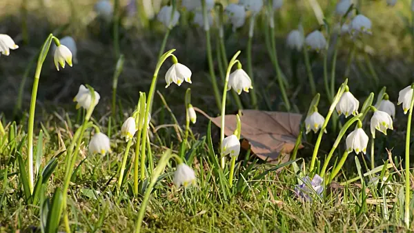 506016 - Spring snowflake (Leucojum vernum)