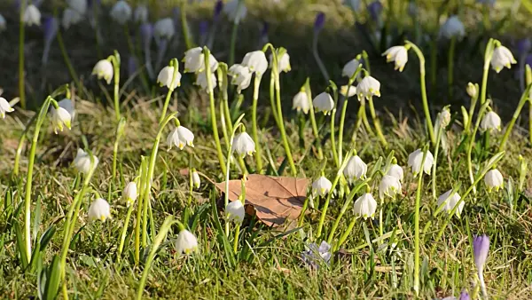506017 - Spring snowflake (Leucojum vernum)