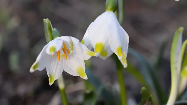 506021 - Spring snowflake (Leucojum vernum)