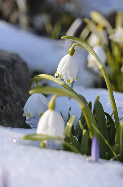 518120 - Spring snowflake (Leucojum vernum)