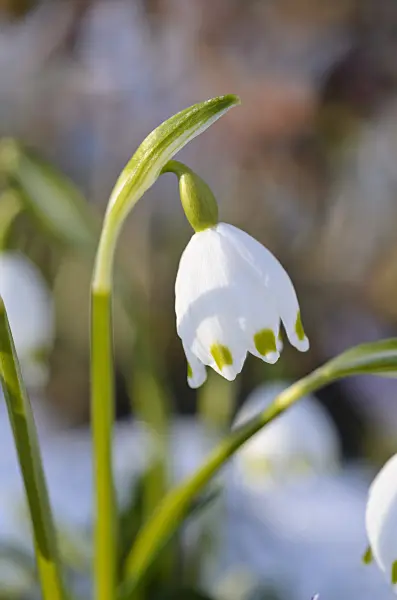518122 - Spring snowflake (Leucojum vernum)