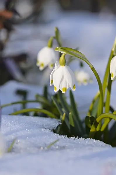 518124 - Spring snowflake (Leucojum vernum)